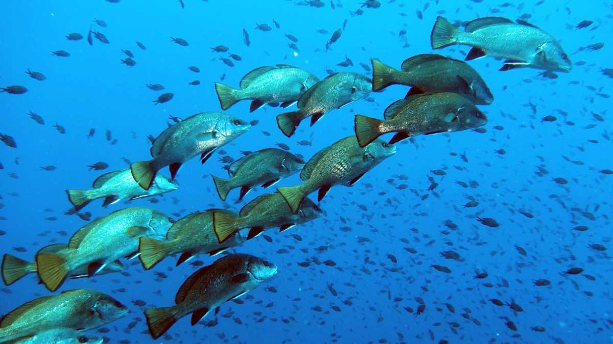 San Teodoro: biodiversità e fauna marina dell’Area Protetta Tavolara