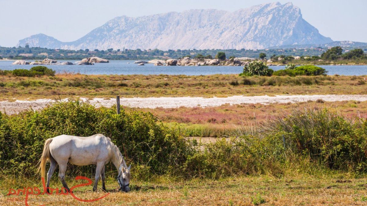 Sentieri e trekking a San Teodoro: natura, panorami e consigli